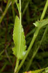 Rattlesnakemaster